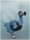 Dodo