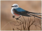 Scissor tail Flycatcher